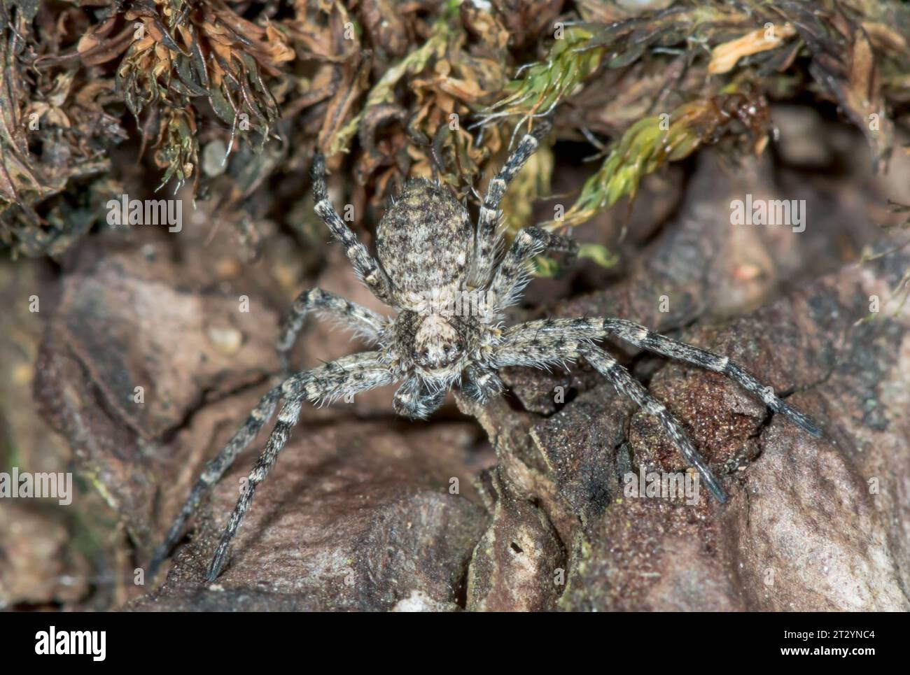 Rare Male Running Crab Spider on Pine (Philodromus emarginatus