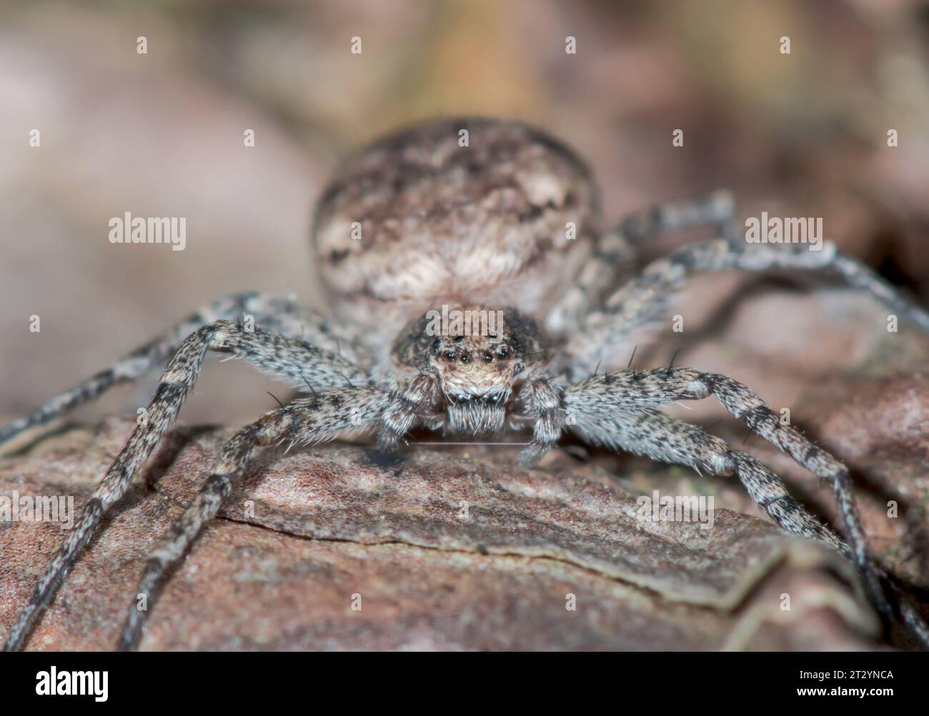 Rare Female Running Crab Spider on Pine (Philodromus emarginatus