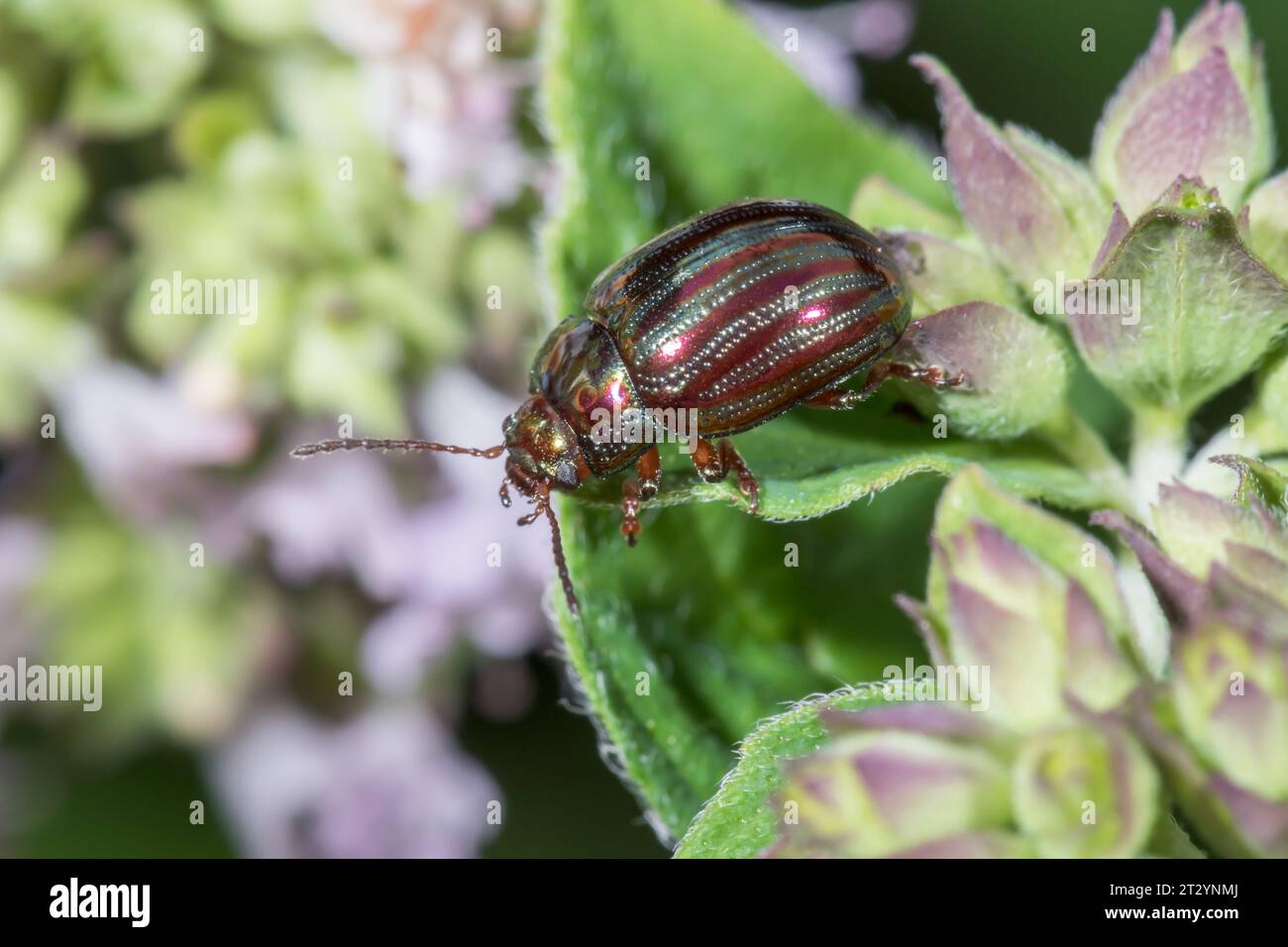 Rosemary Beetle (Chrysolina americana) Chrysomelidae. Sussex, UK Stock