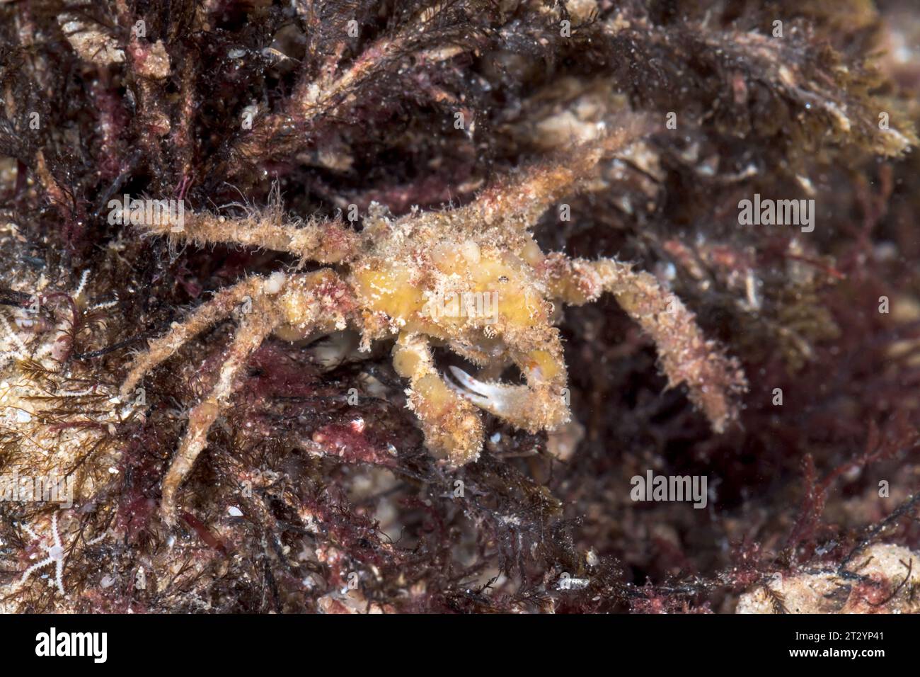 Scorpion Spider Crab camouflaged with sponges (Inachus dorsettensis), Inachidae, Decapoda, Crustacean. Sussex, UK Stock Photo