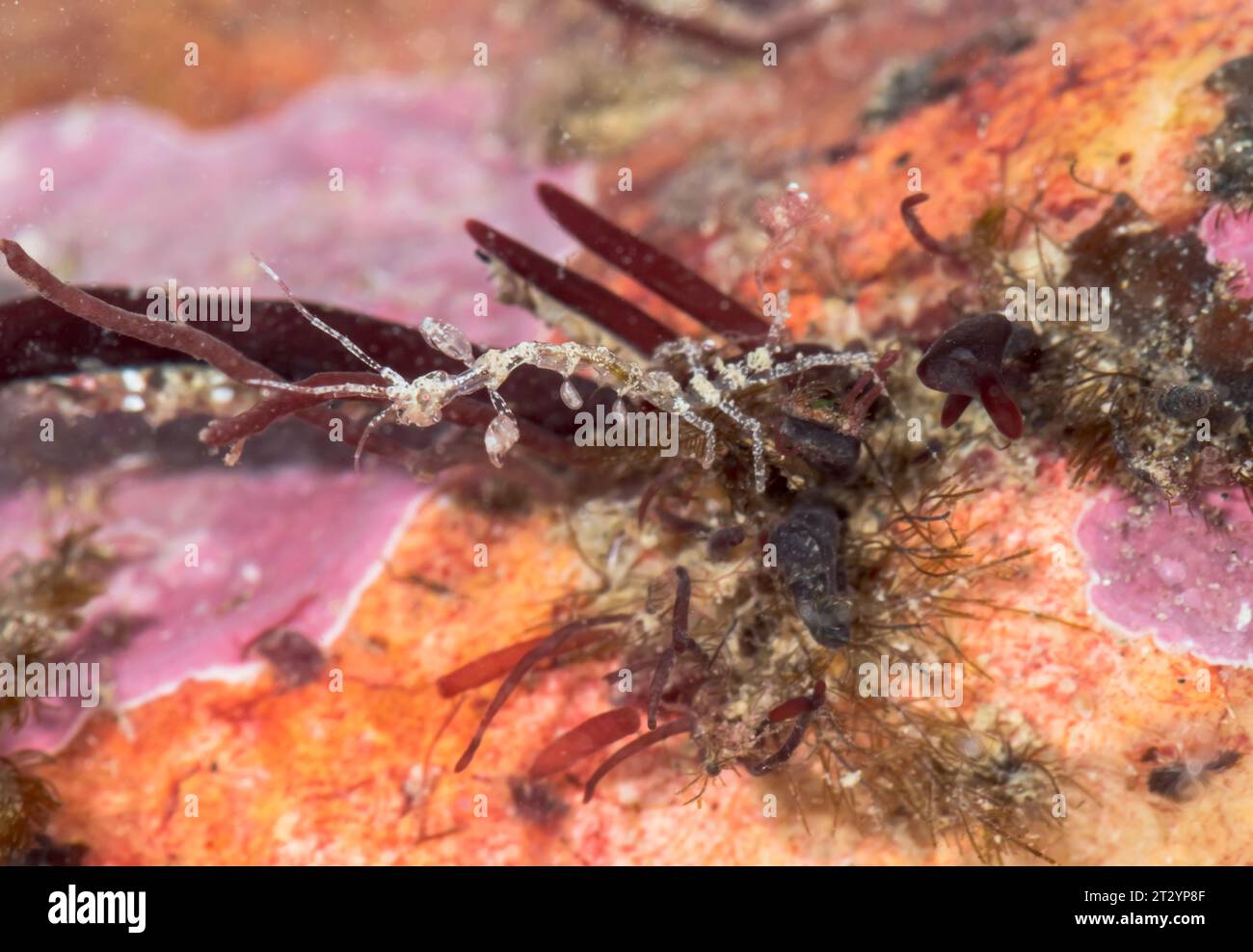 Skeleton Shrimp (Caprella cf acanthifera), Caprellidae, Malacostraca, Crustacean. Sussex, UK Stock Photo