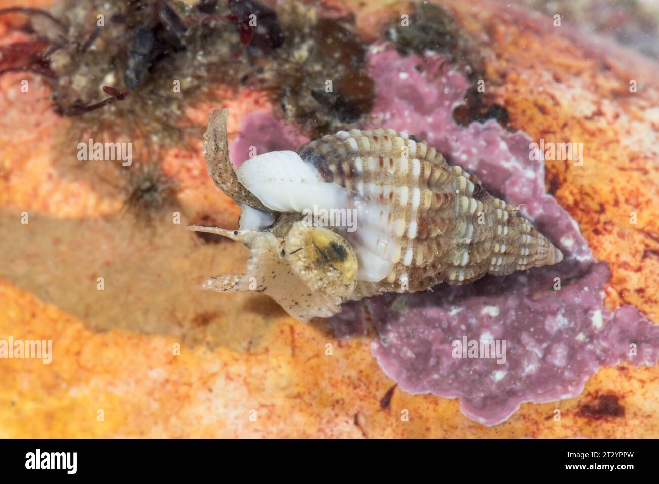 Live Thick lipped Dog Whelk (Tritia incrassata) showing siphon. Nassariidae, Mollusc. Sussex, UK Stock Photo