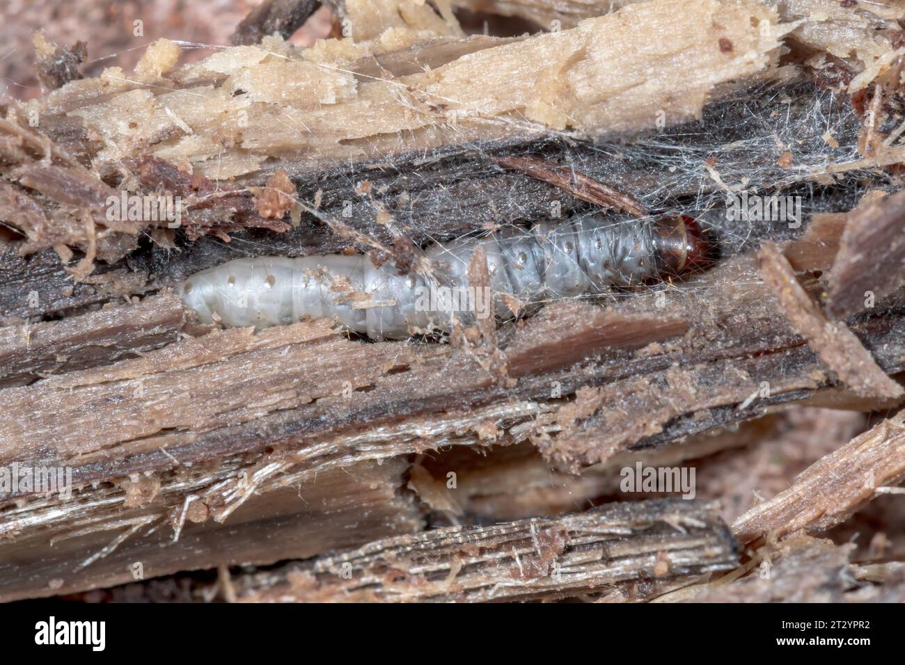 Very Rare Caterpillar of Concealer Moth - Striped Tubic (Harpella forficella) Micro Moth, Oecophoridae. Sussex, UK Stock Photo