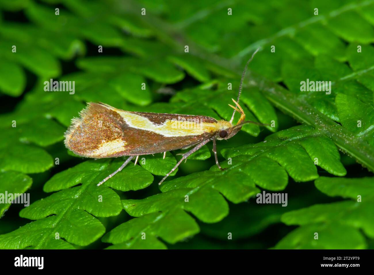 Very Rare Concealer Moth - Striped Tubic (Harpella forficella) Micro Moth, Oecophoridae. Sussex, UK Stock Photo