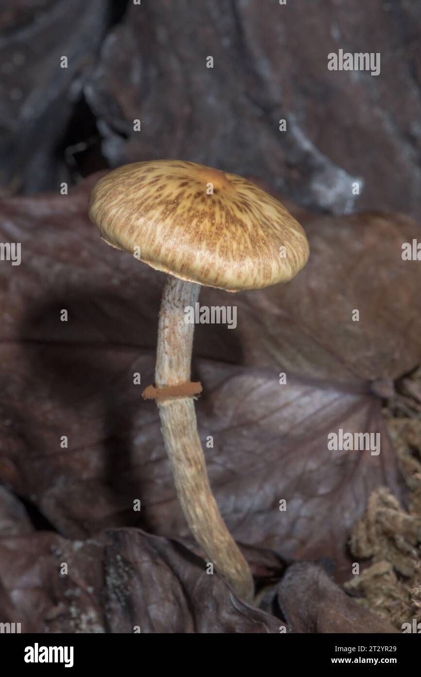 Unknown Adventive Toadstool Fungus emerging from Asian moss growing in an indoor vivarium. Sussex, UK Stock Photo
