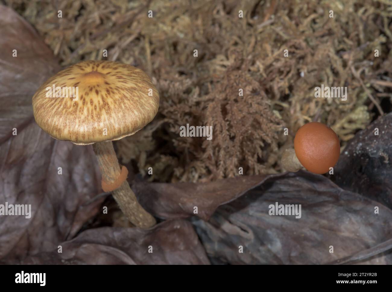 Unknown Adventive Toadstools Fungi emerging from Asian moss growing in an indoor vivarium. Sussex, UK Stock Photo
