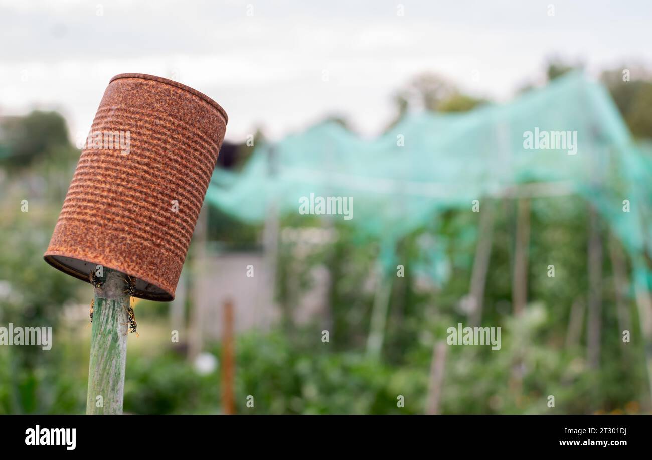 Rusty metal can with wasp nest in home garden showing ecological concept impact Stock Photo