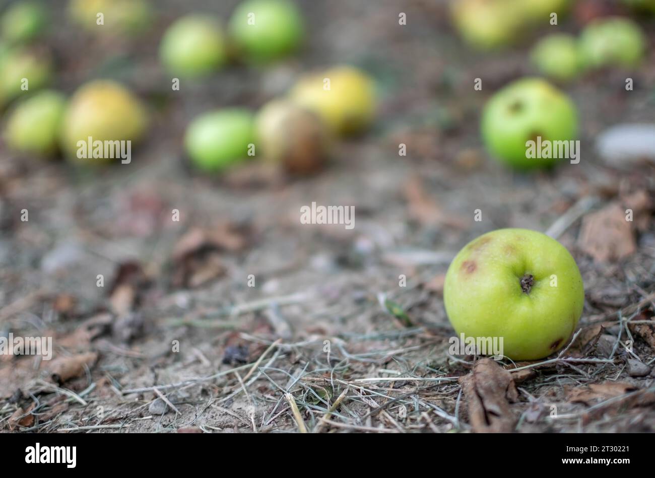 Close-up image of set of wild apples fallen in rustic field in seasonal changes Stock Photo