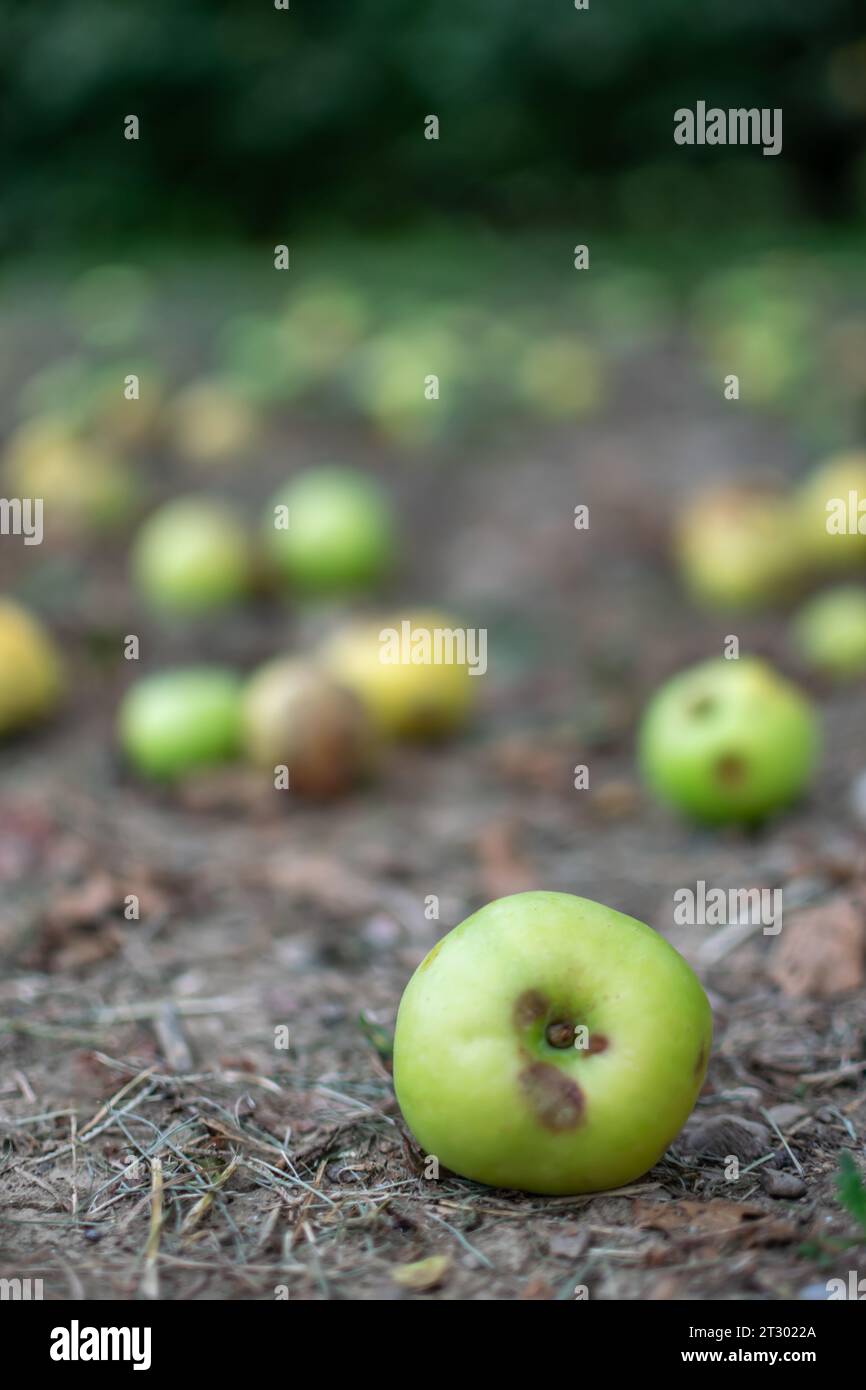 Close-up image of set of wild apples fallen in rustic field in seasonal changes Stock Photo