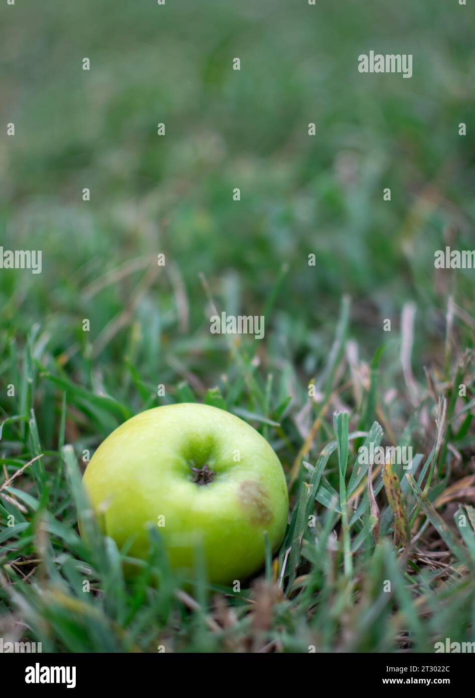 Close-up image of wild apple fallen in rustic field in seasonal changes Stock Photo