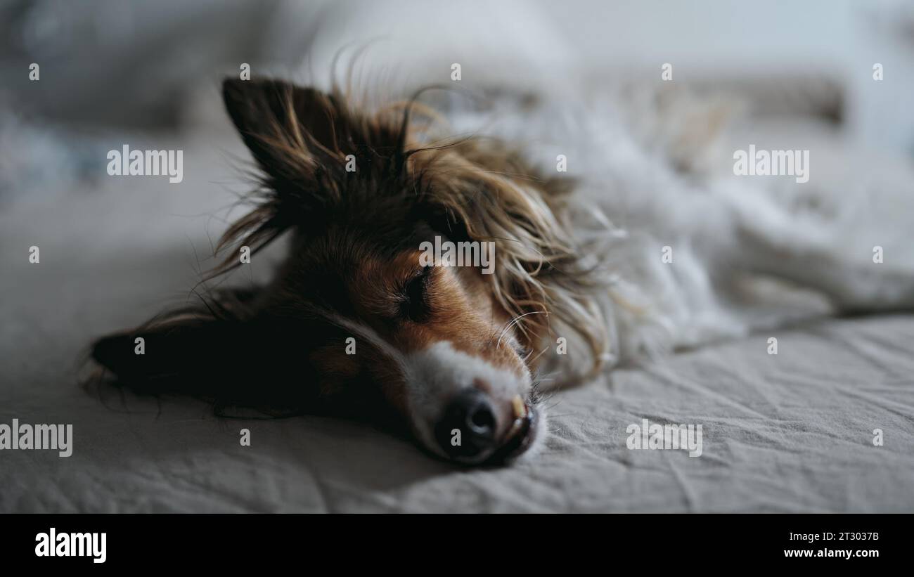 Cute dog sleeping on the bed Stock Photo - Alamy