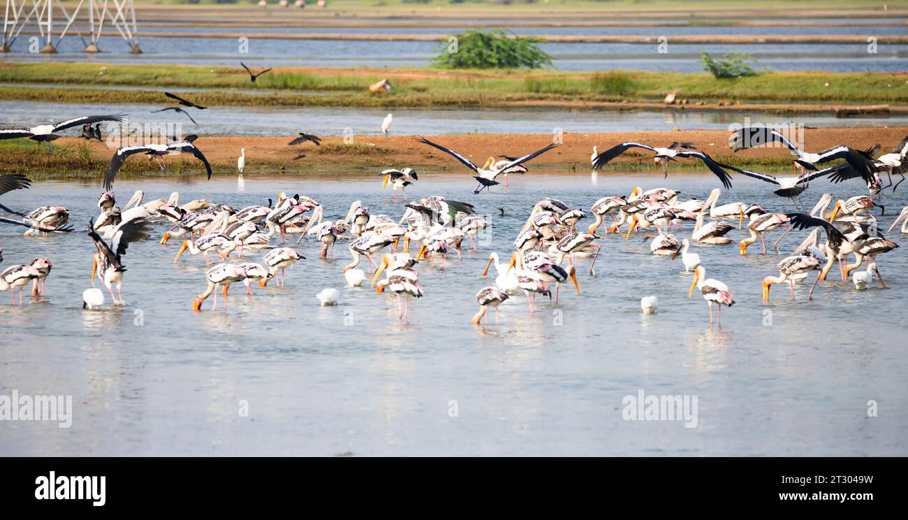 Water birds in a lake. Painted storks, spoonbills, pelicans and egrets in a lake Stock Photo