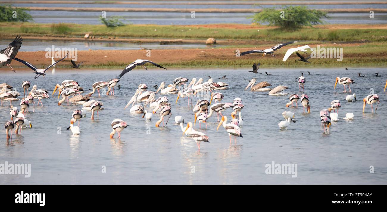 Water birds in a lake. Painted storks, spoonbills, pelicans and egrets in a lake Stock Photo