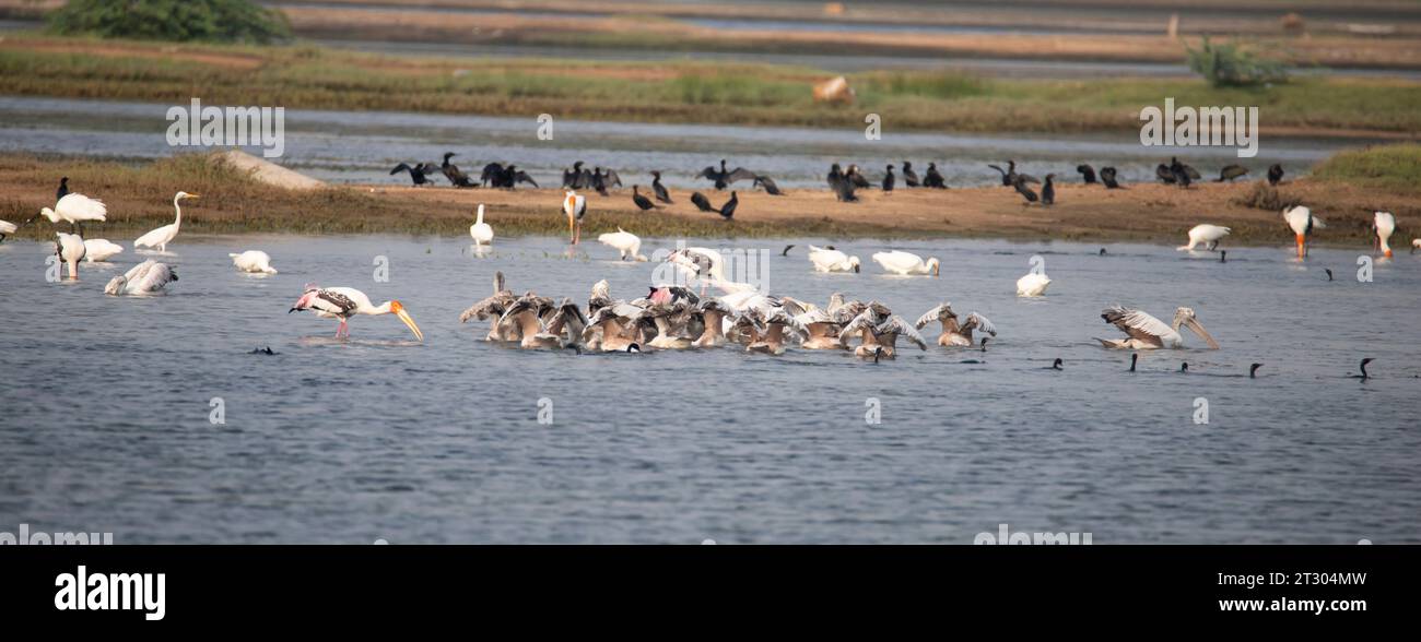 Water birds in a lake. Painted storks, spoonbills, cormorant, pelicans and egrets in a lake Stock Photo