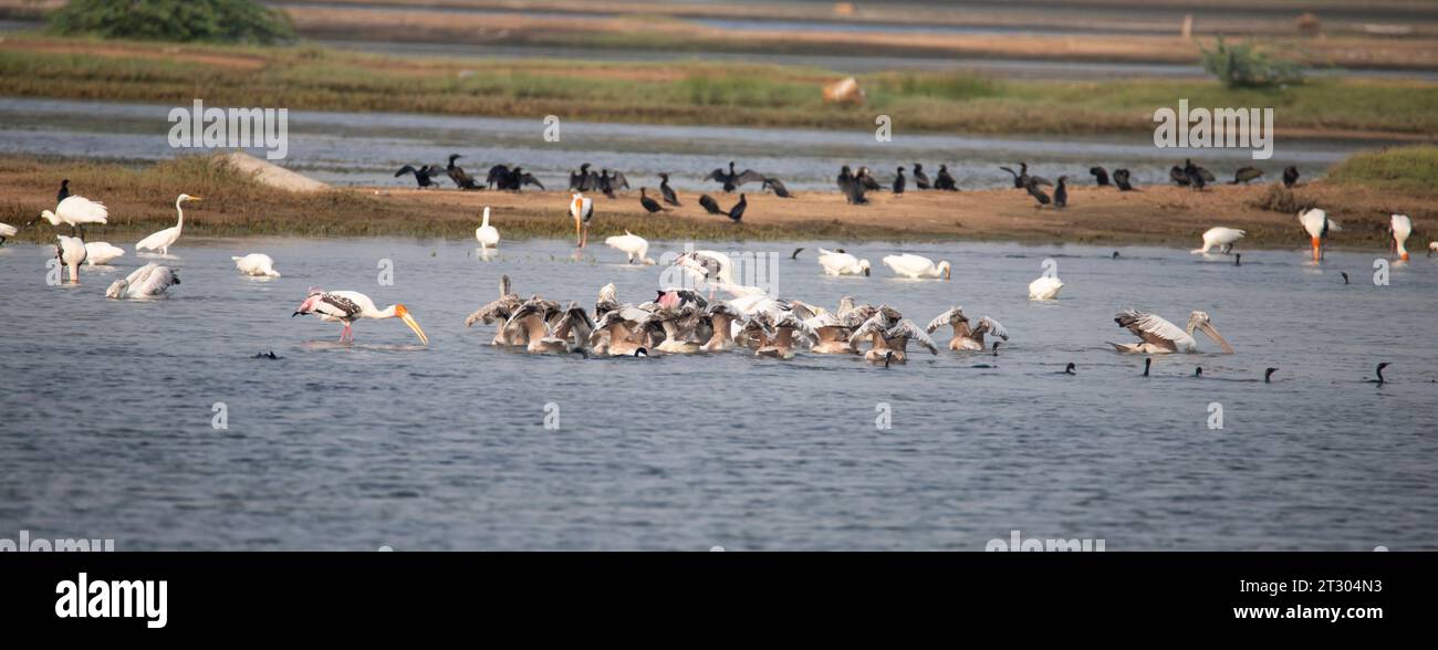 Water birds in a lake. Painted storks, spoonbills, pelicans, cormorant and egrets in a lake Stock Photo
