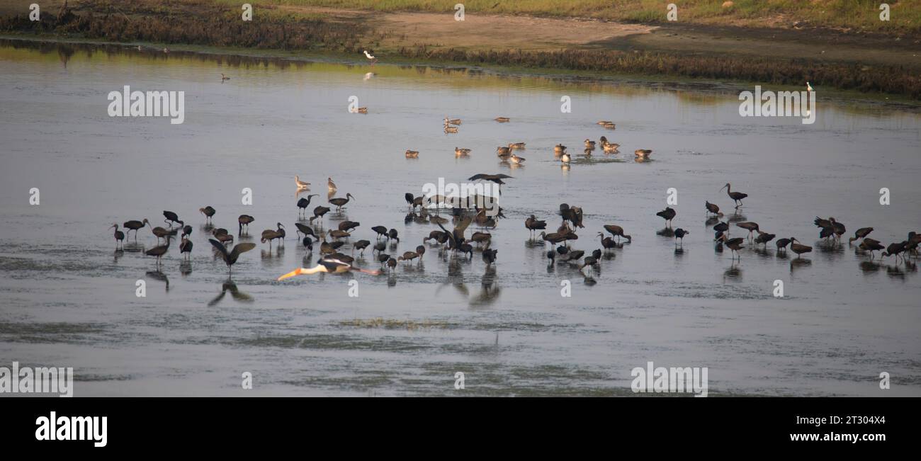 Water birds in a lake. Glossy Ibis, spoonbills, pelicans and egrets in a lake Stock Photo
