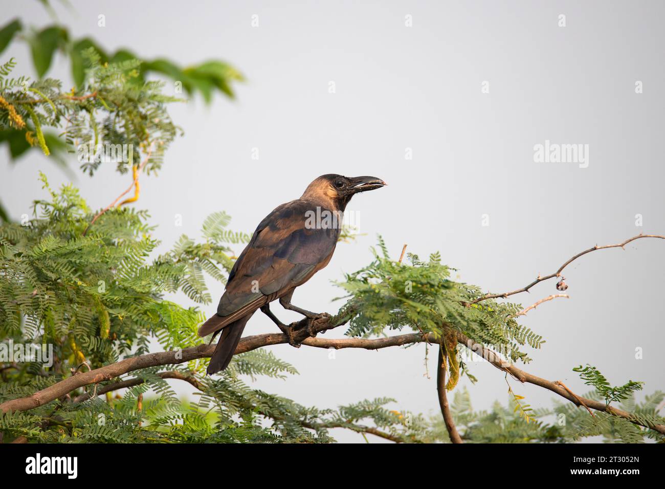A house crow perched on a branch Stock Photo