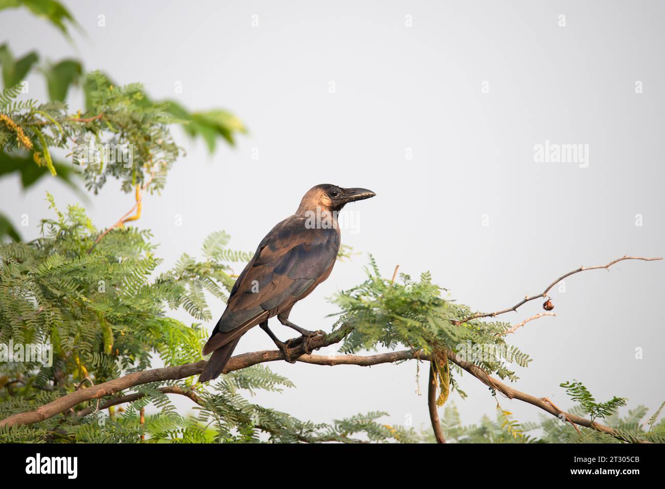 A house crow perched on a branch Stock Photo