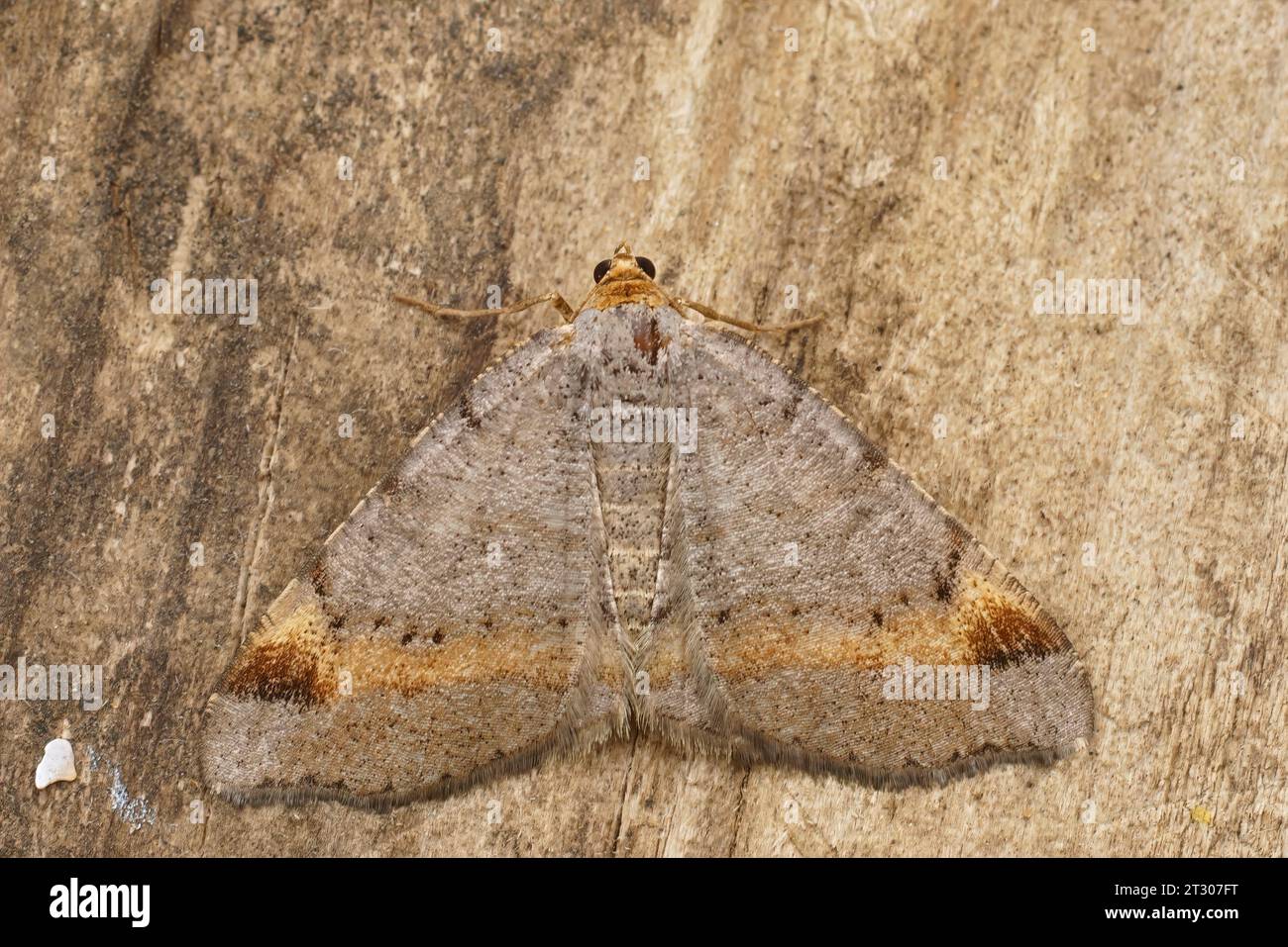 Detailed closeup on a Tawny-barred Angle geometer moth, Macaria liturata, with spread wings Stock Photo