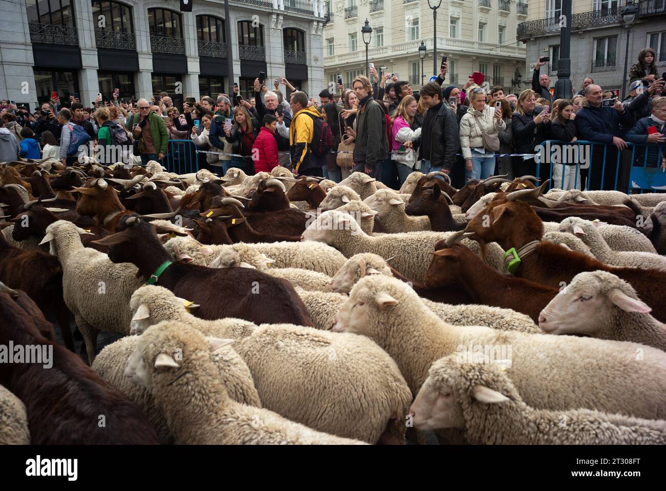 The flock of sheep and goats, accompanied by shepherds, pass through the streets of central Madrid during Transhumance, celebrated annually. October 2 Stock Photo