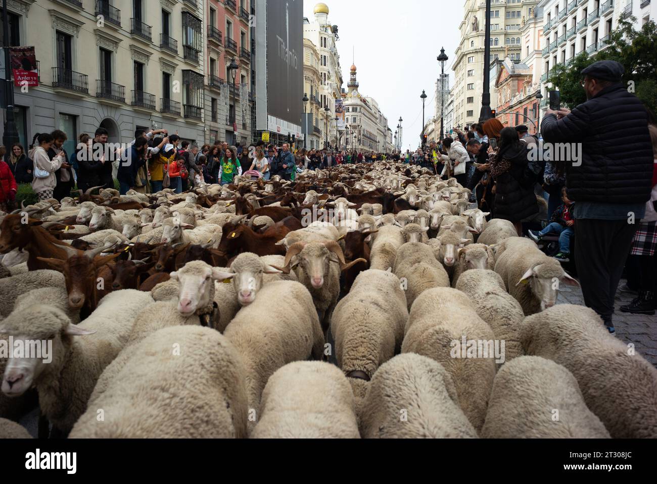 The flock of sheep and goats, accompanied by shepherds, pass through the streets of central Madrid during Transhumance, celebrated annually. October 2 Stock Photo