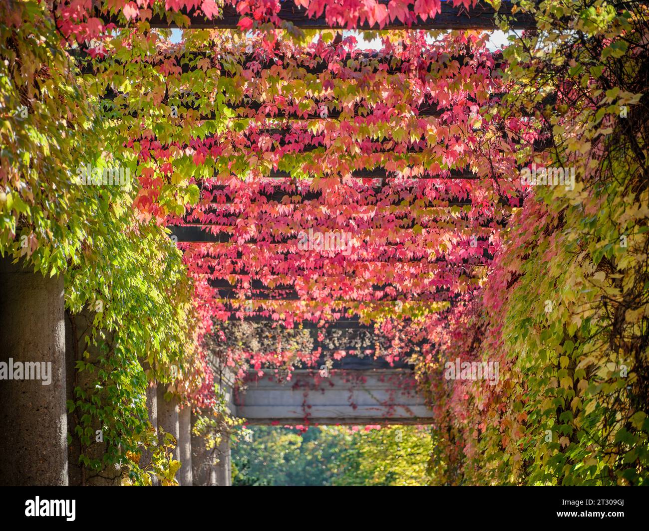 Centennial Hall pergola autumn colorful creepers Rich superb multicolor autumn fall in Szczytnicki Park Wroclaw Lower Silesia Poland Stock Photo