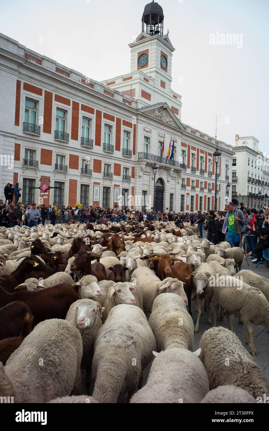 Madrid, Spain. 22nd Oct, 2023. The flock of sheep and goats, accompanied by shepherds, pass through the streets of central Madrid during Transhumance, celebrated annually. October 22, 2023 Spain (Photo by Oscar Gonzalez/Sipa USA) (Photo by Oscar Gonzalez/Sipa USA) Credit: Sipa USA/Alamy Live News Stock Photo