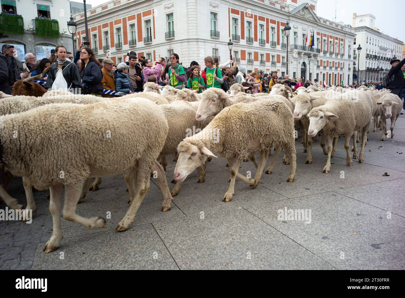 Madrid, Spain. 22nd Oct, 2023. The flock of sheep and goats, accompanied by shepherds, pass through the streets of central Madrid during Transhumance, celebrated annually. October 22, 2023 Spain (Photo by Oscar Gonzalez/Sipa USA) (Photo by Oscar Gonzalez/Sipa USA) Credit: Sipa USA/Alamy Live News Stock Photo