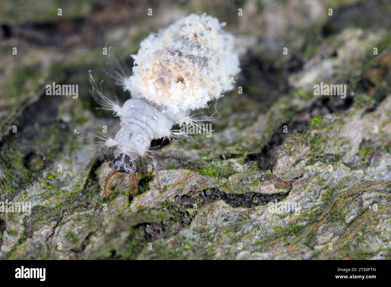 Lacewing larva (Neuroptera: Chrysopidae).  Hunter of mealy-bugs and other smal insects, dead carcasses of its prey together with its moults and dirt. Stock Photo