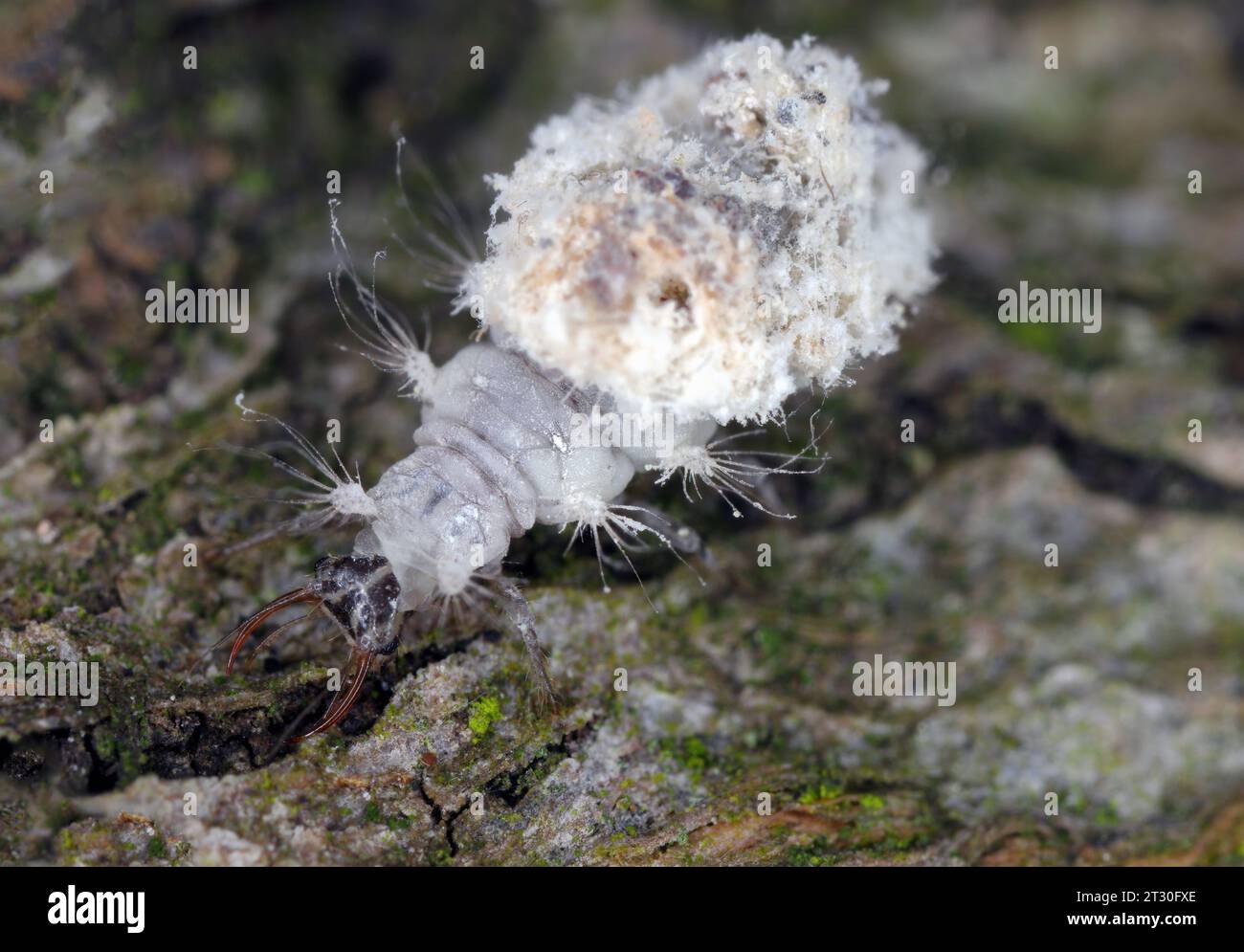 Lacewing larva (Neuroptera: Chrysopidae).  Hunter of mealy-bugs and other smal insects, dead carcasses of its prey together with its moults and dirt. Stock Photo
