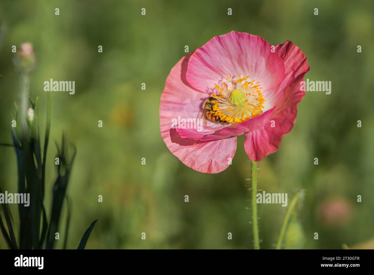Texas spring wildflower, poppies, larkspur, pastel color, bright native