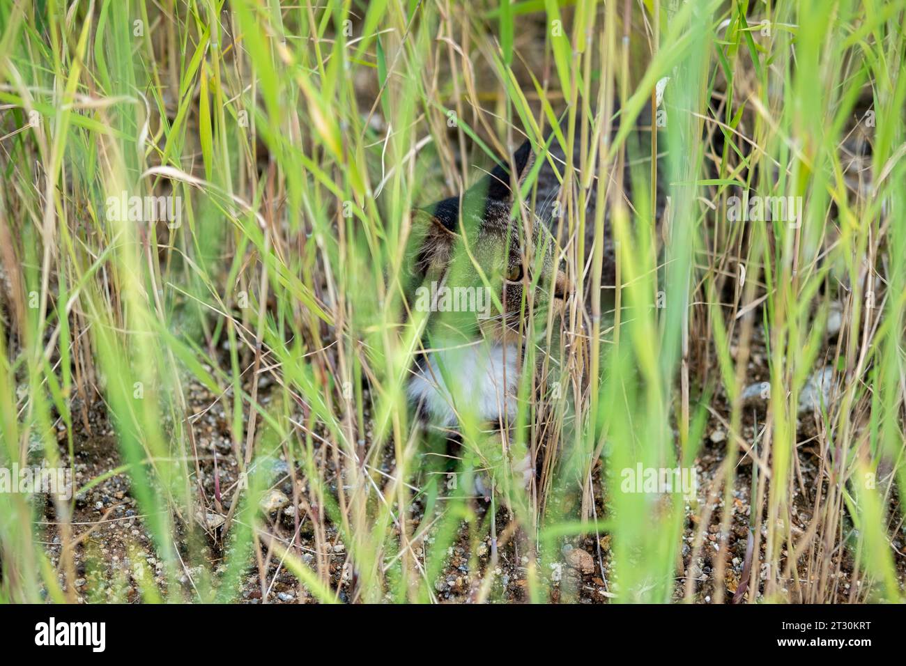 Dog hiding in grass hi-res stock photography and images - Alamy