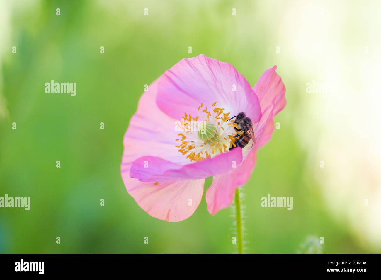 Texas spring wildflower, poppies, larkspur, pastel color, bright native