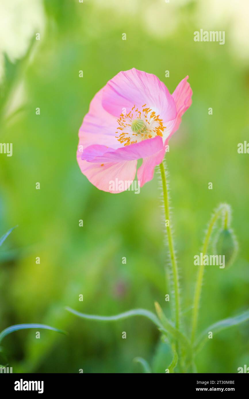 Texas spring wildflower, poppies, larkspur, pastel color, bright native