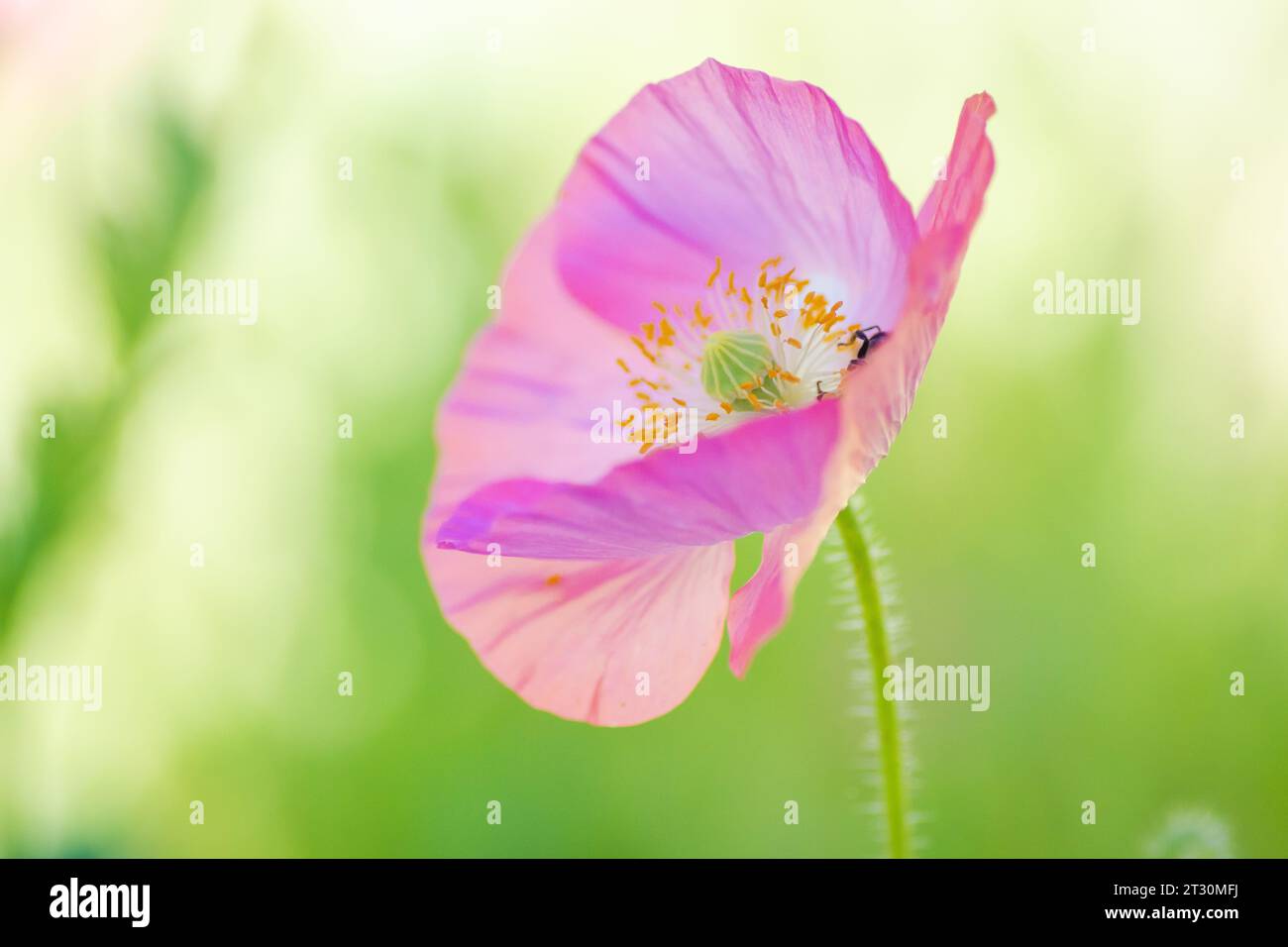 Texas spring wildflower, poppies, larkspur, pastel color, bright native