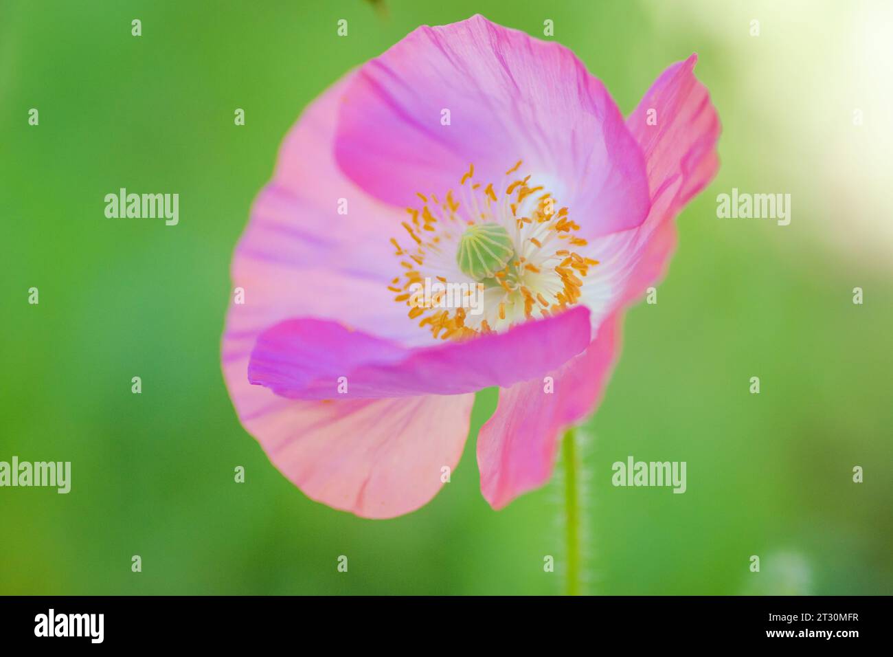 Texas spring wildflower, poppies, larkspur, pastel color, bright native