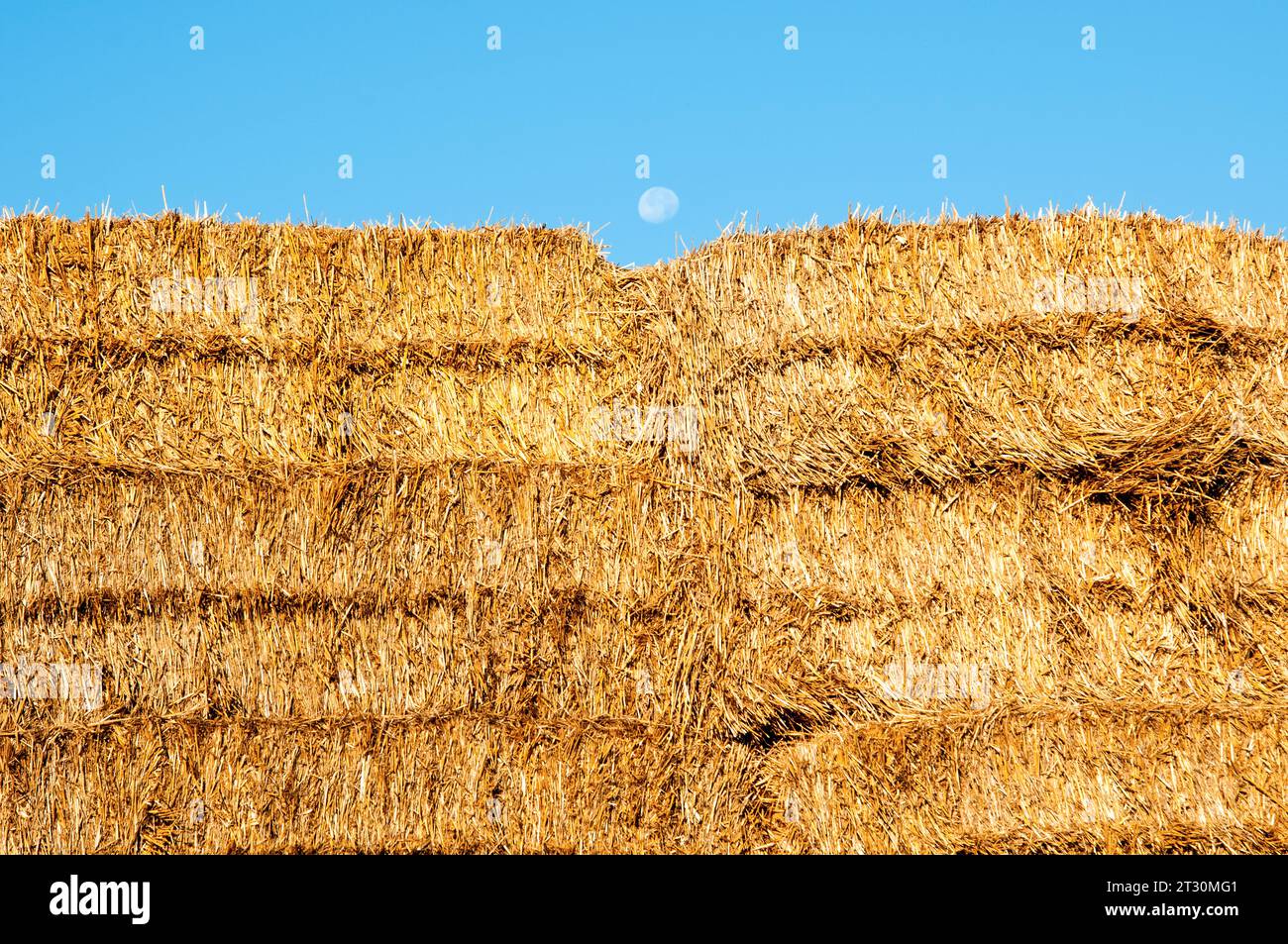 Haystacks. Hay bales in the agricultural field. Hey bales. Harvest time concept. It's about agriculture. Stock Photo