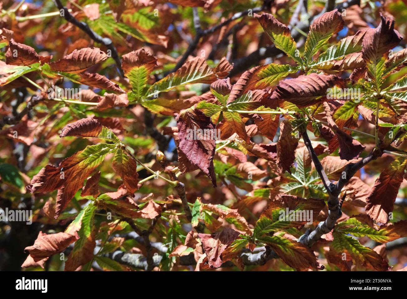 Feuilles d’automne dans un arbre Stock Photo