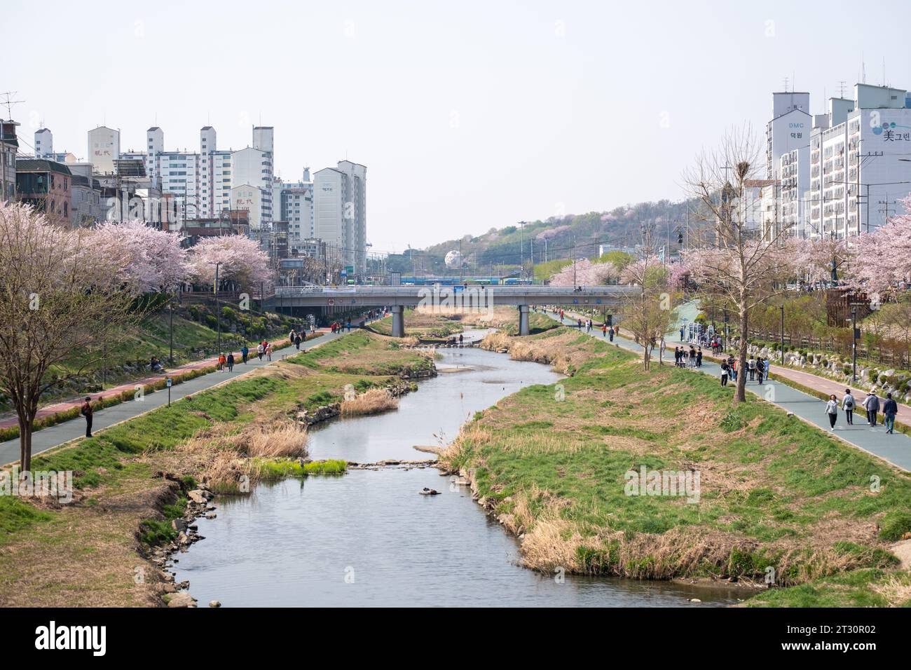 Seoul, South Korea 3 April 2023 People walking around Cherry blossom