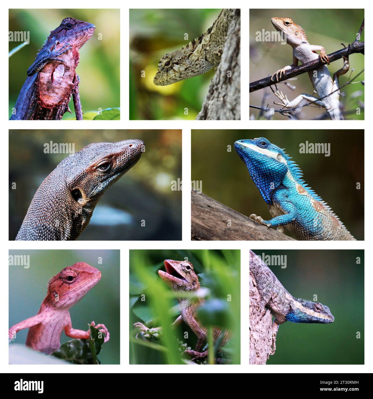 A set of vibrant photographs with multiple species of lizards perched on trees and foliage Stock Photo