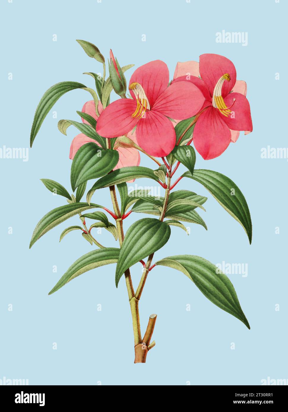 Colorful Flower Illustration: A digital vintage-style flower on a plain light blue background. Stock Photo