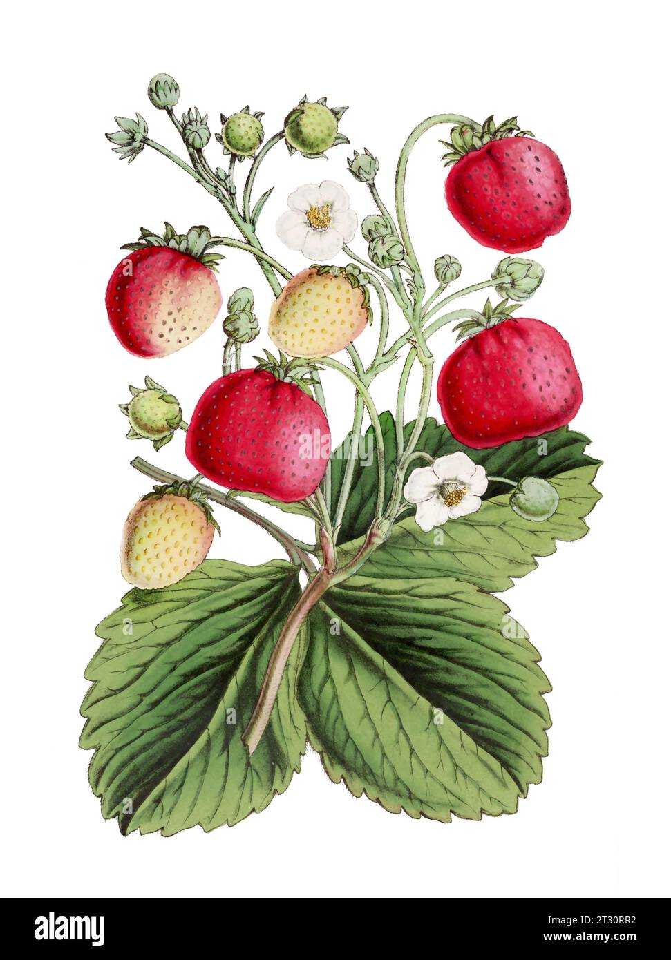 Colorful Botanical Illustration: digital vintage-style Strawberries on a plain white background. Stock Photo