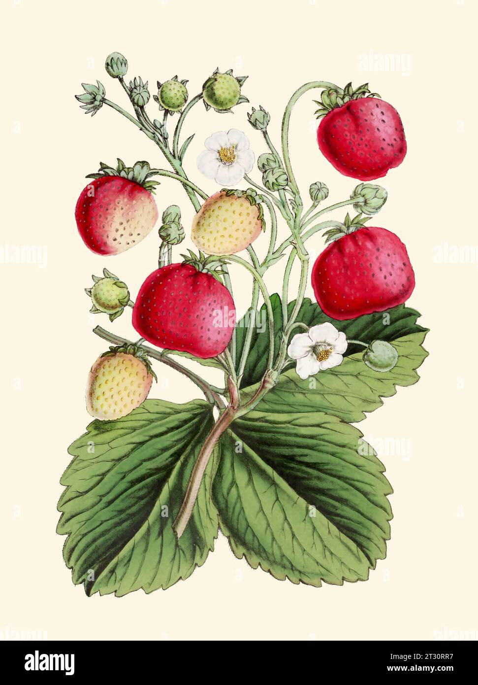 Colorful Botanical Illustration: digital vintage-style Strawberries on a plain beige background. Stock Photo