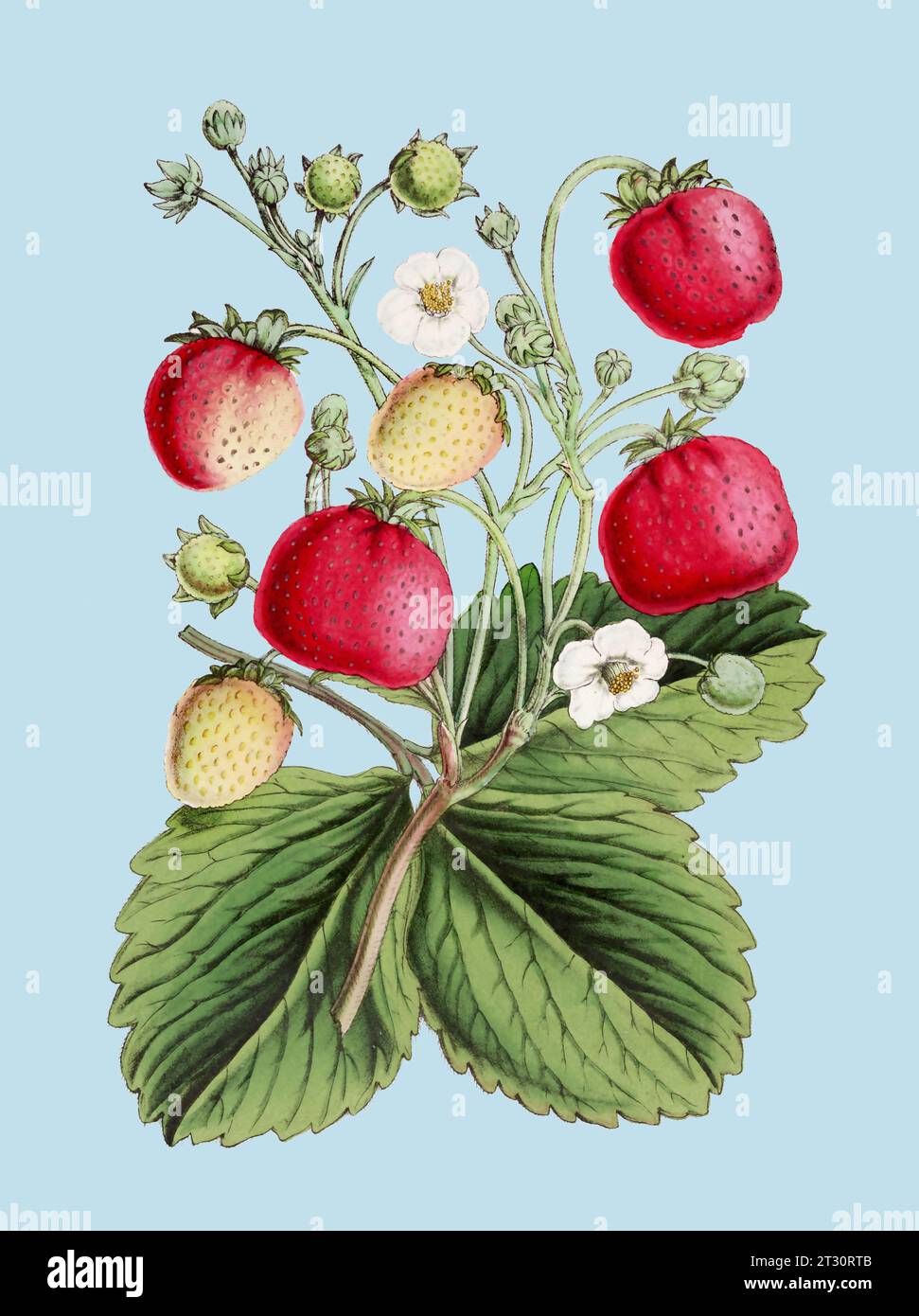 Colorful Botanical Illustration: digital vintage-style Strawberries on a plain light blue background. Stock Photo