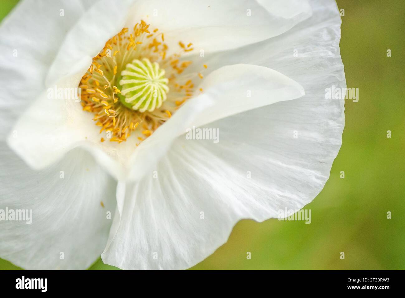Texas spring wildflower, poppies, larkspur, pastel color, bright native