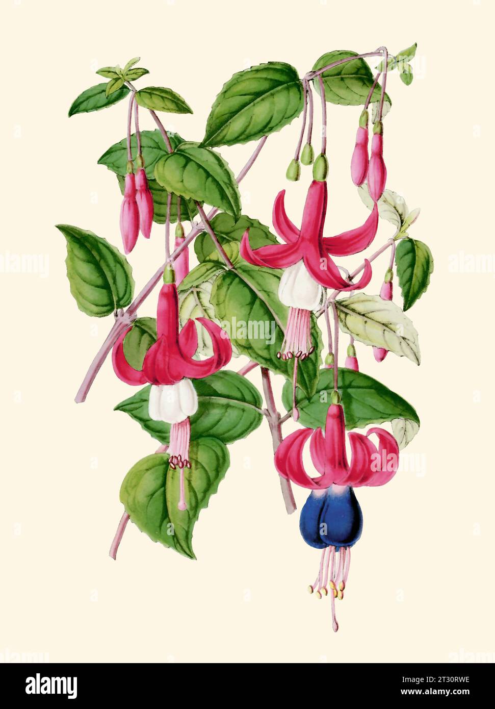 Colorful Flower Illustration: digital vintage-style Fuchsia Flowers on a plain beige background. Stock Photo