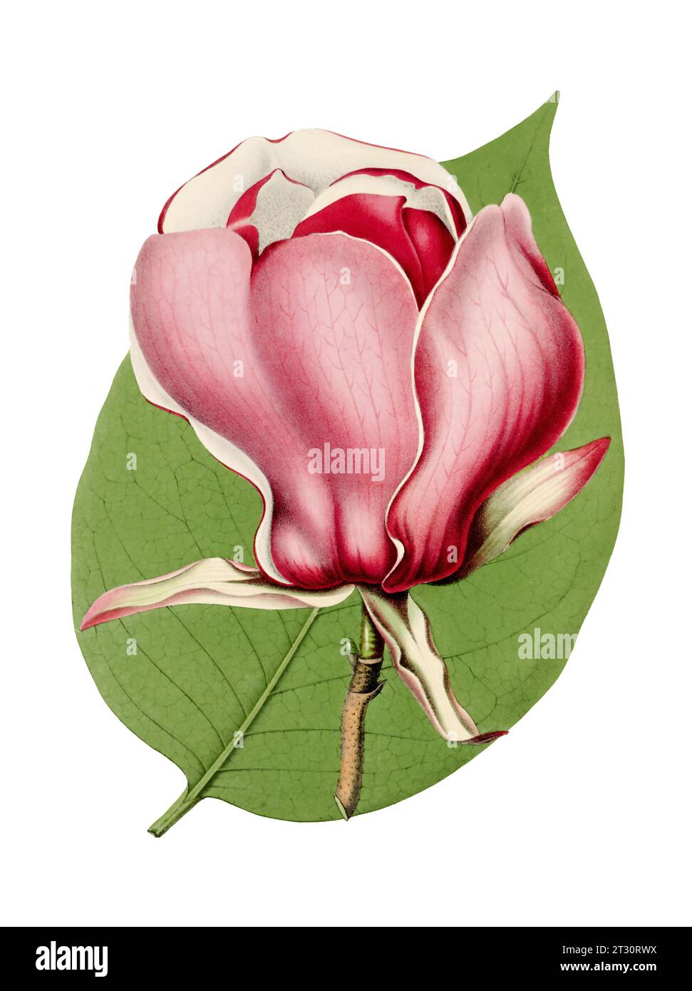Colorful Magnolia Flower Illustration: A digital vintage-style flower on a plain white background. Stock Photo