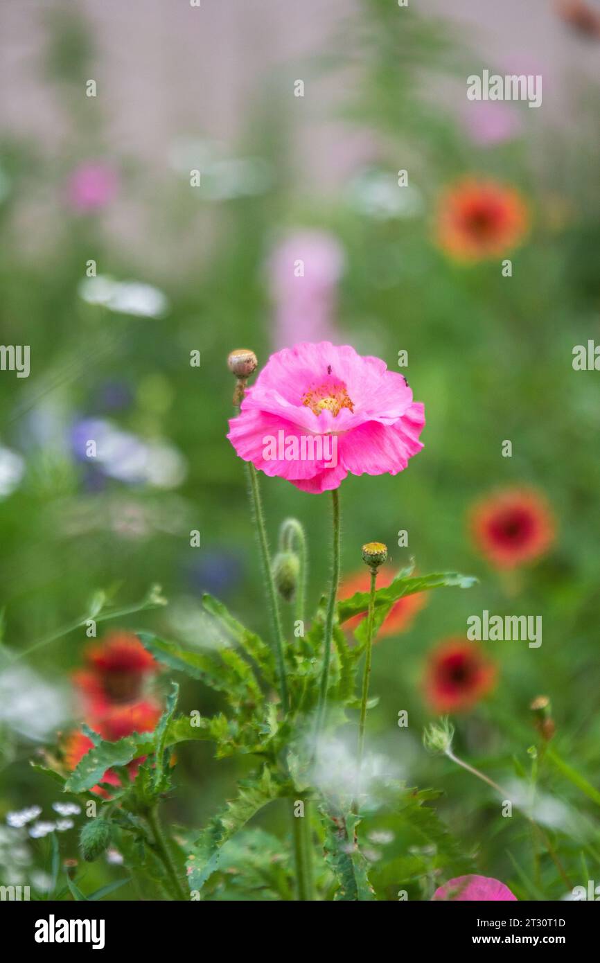 Texas spring wildflower, poppies, larkspur, pastel color, bright native