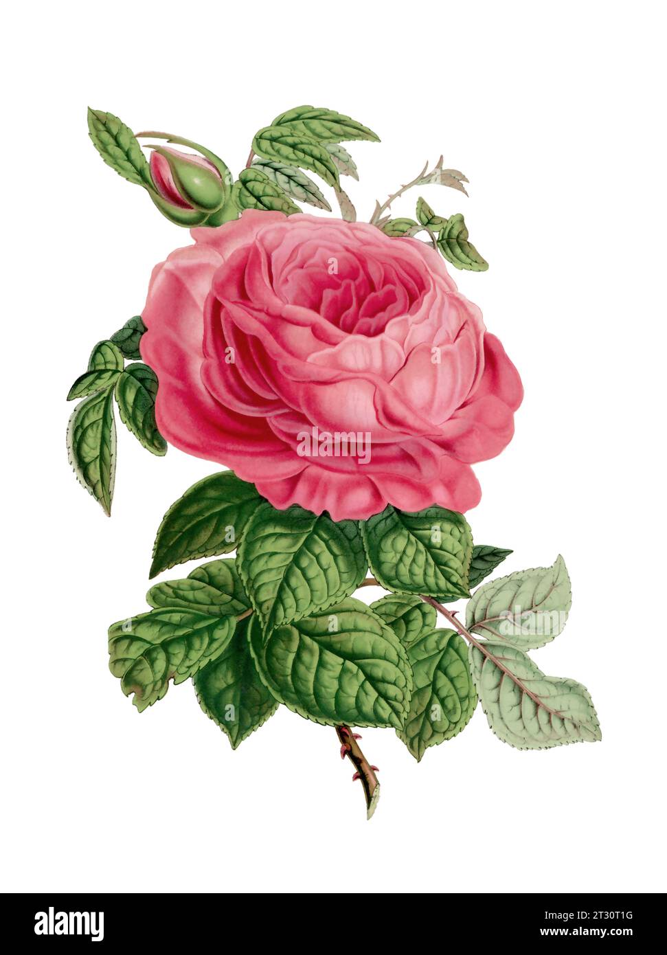 Colorful Rose Flower Illustration: A digital vintage-style flower on a plain white background. Stock Photo