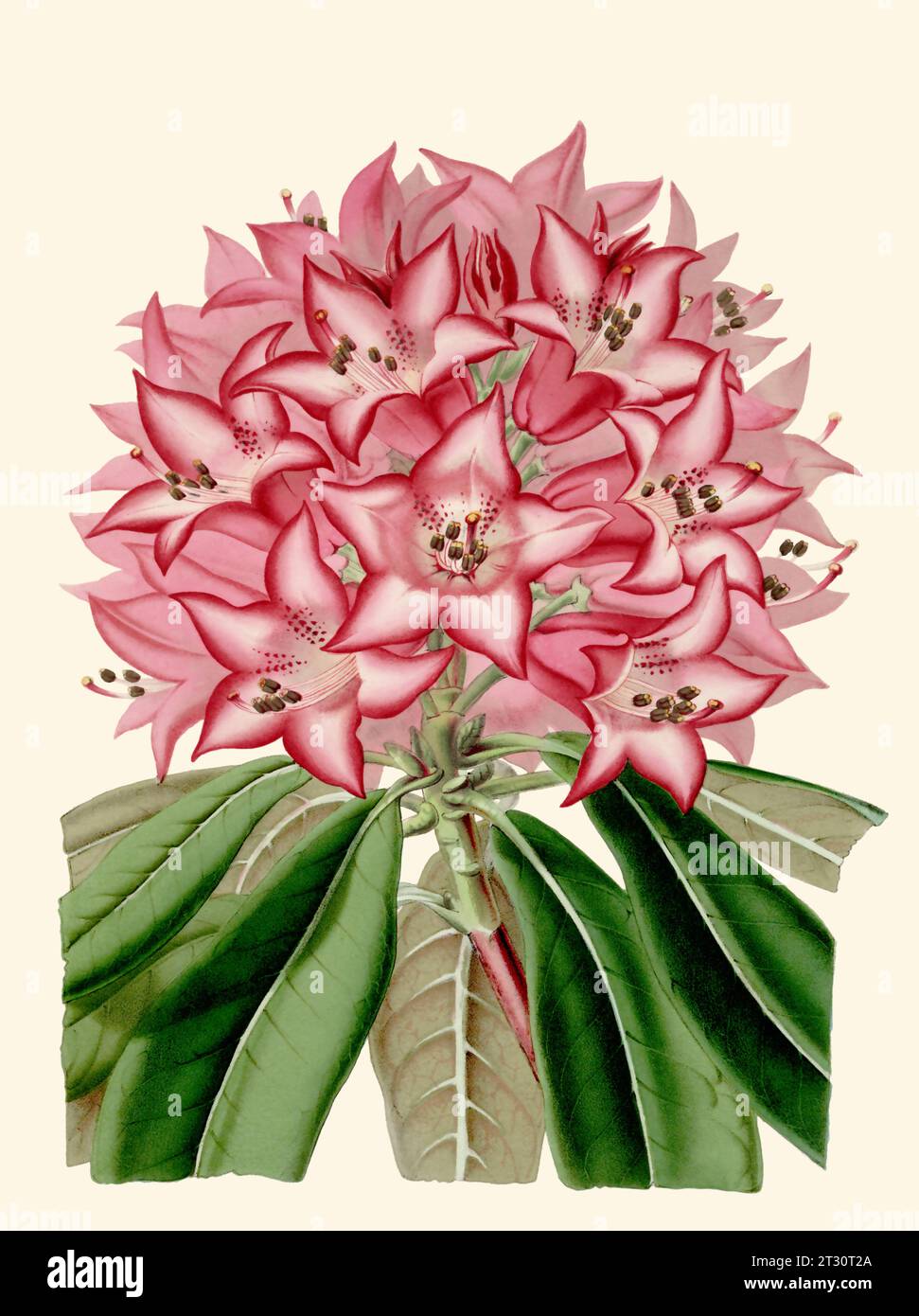 Colorful Flower Illustration: A digital vintage-style flower on a plain beige background. Stock Photo